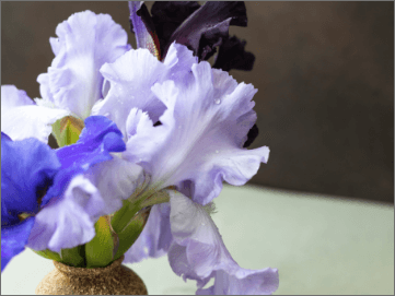 Purple Irises