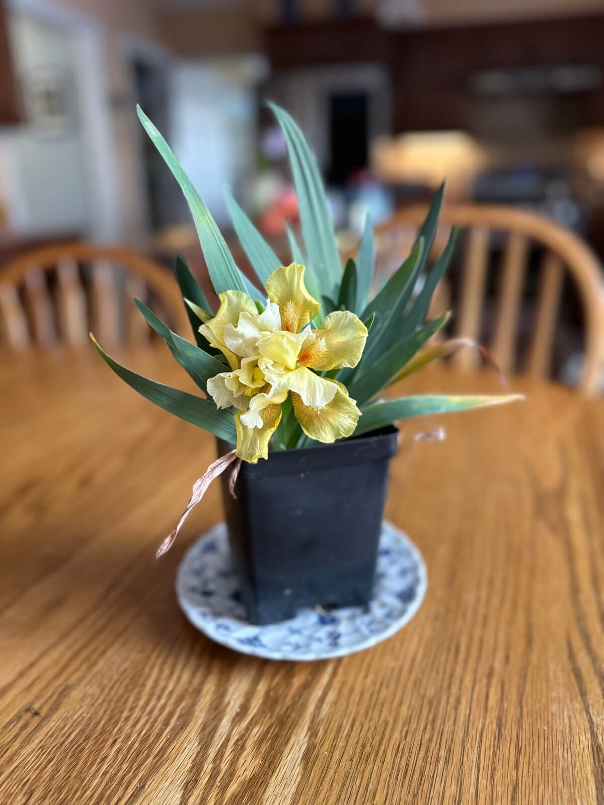 Yellow Iris