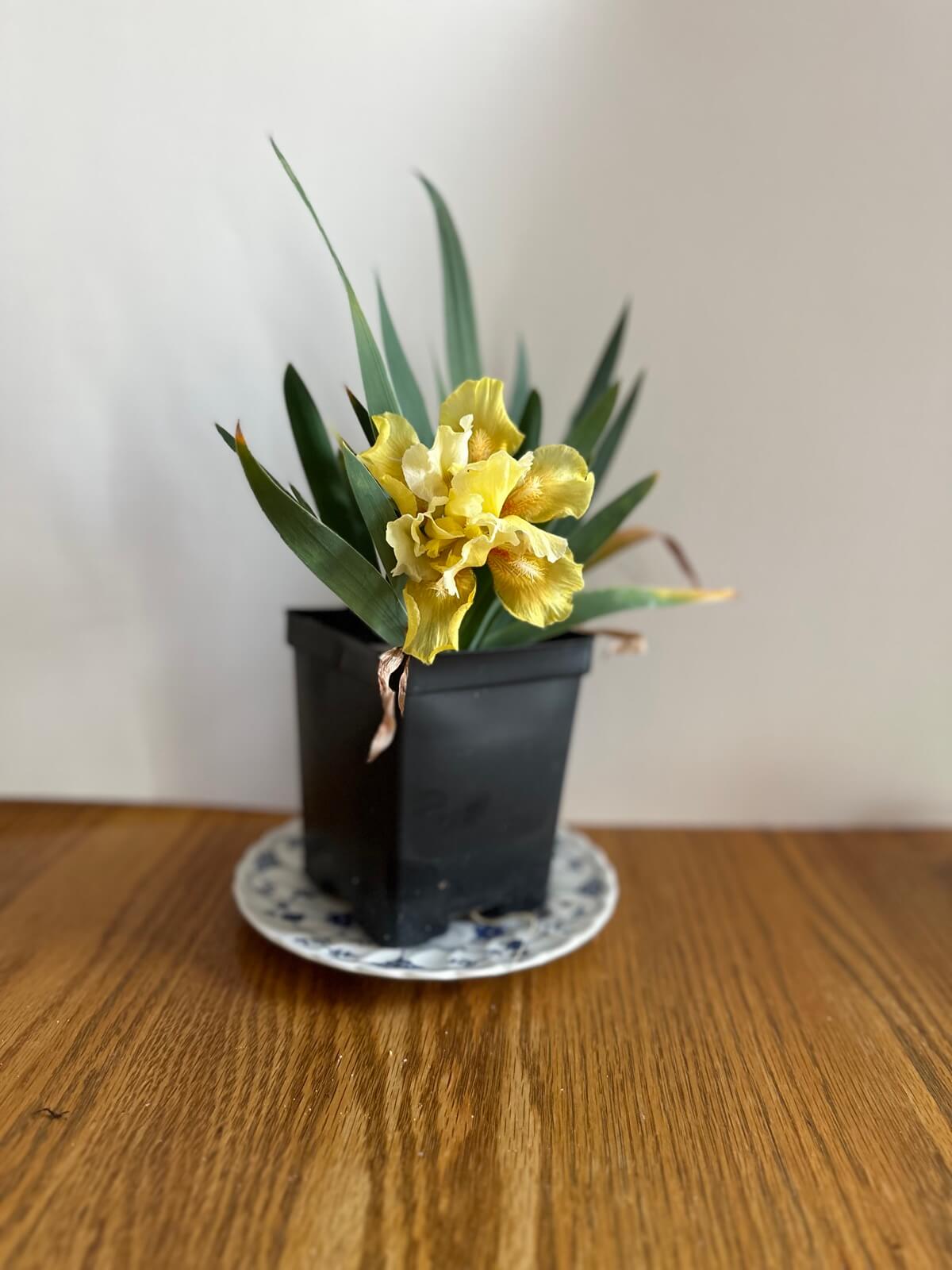 Yellow Iris