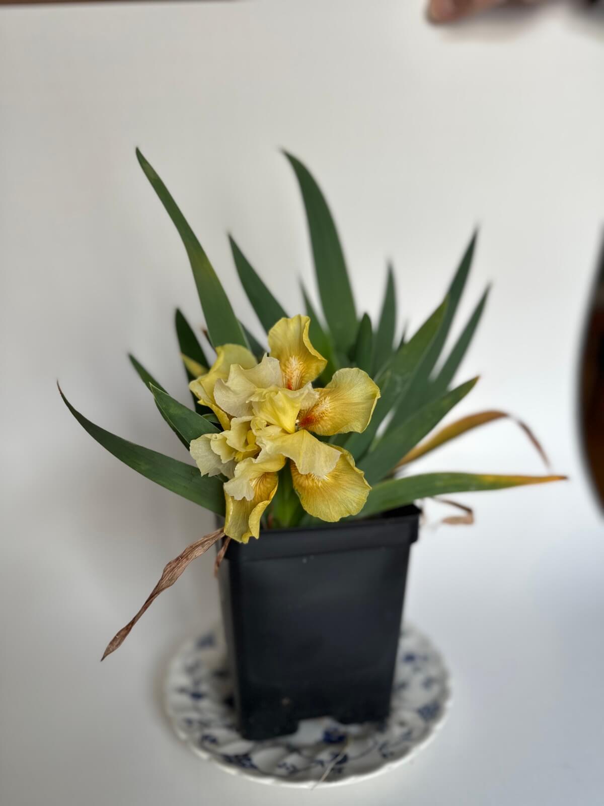 Yellow Iris