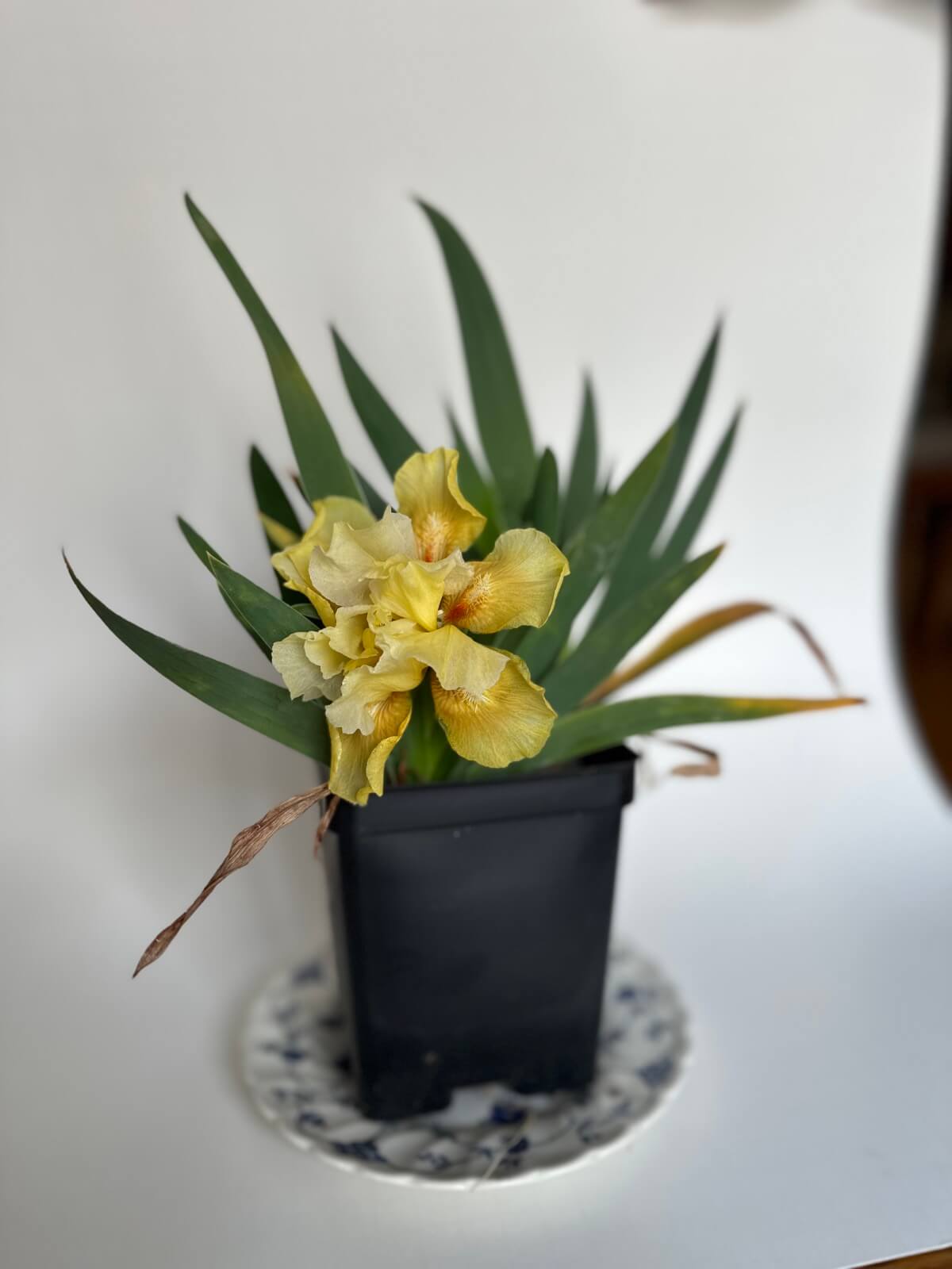 Yellow Iris