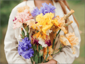 Bouquet of Irises