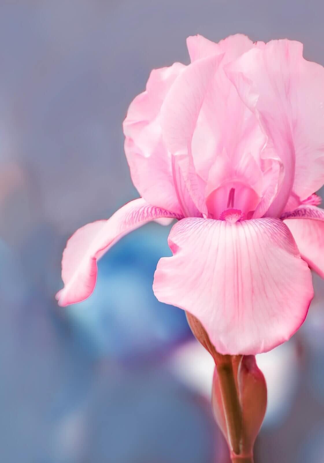 Vibrant pink iris